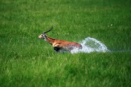 Afrykańska przygoda 3D - safari nad Okavango - galeria zdjęć - filmweb