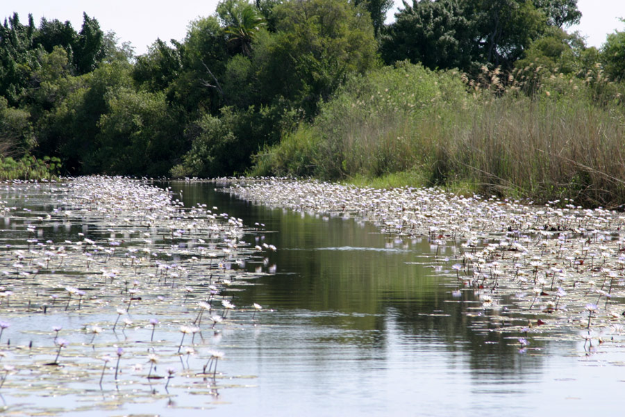 Afrykańscy królowie (recenzja filmu Afrykańska przygoda 3D - safari nad Okavango)