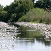Afrykańska przygoda 3D - safari nad Okavango - galeria zdjęć - filmweb