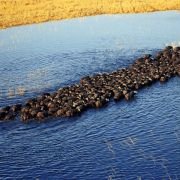 Afrykańska przygoda 3D - safari nad Okavango - galeria zdjęć - filmweb