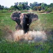 Afrykańska przygoda 3D safari nad Okavango - galeria zdjęć - filmweb