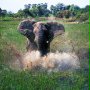 Afrykańska przygoda 3D - safari nad Okavango - galeria zdjęć