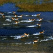 Afrykańska przygoda 3D - safari nad Okavango - galeria zdjęć - filmweb