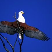 African Adventure: Safari in the Okavango - galeria zdjęć - filmweb