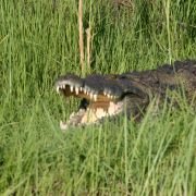 African Adventure: Safari in the Okavango - galeria zdjęć - filmweb