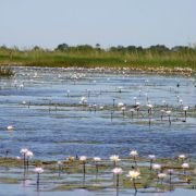 African Adventure: Safari in the Okavango - galeria zdjęć - filmweb