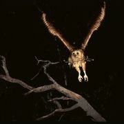 African Adventure: Safari in the Okavango - galeria zdjęć - filmweb