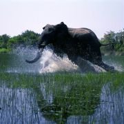 African Adventure: Safari in the Okavango - galeria zdjęć - filmweb