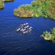African Adventure: Safari in the Okavango - galeria zdjęć - filmweb
