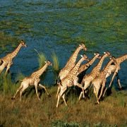 African Adventure: Safari in the Okavango - galeria zdjęć - filmweb