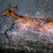 African Adventure: Safari in the Okavango - galeria zdjęć - filmweb