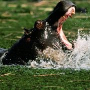 African Adventure: Safari in the Okavango - galeria zdjęć - filmweb