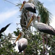 African Adventure: Safari in the Okavango - galeria zdjęć - filmweb