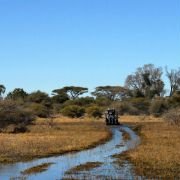 African Adventure: Safari in the Okavango - galeria zdjęć - filmweb