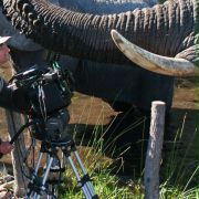 African Adventure: Safari in the Okavango - galeria zdjęć - filmweb