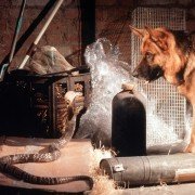 Kommissar Rex - galeria zdjęć - filmweb