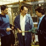 Kommissar Rex - galeria zdjęć - filmweb
