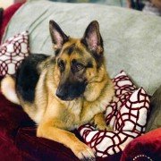 The Christmas Shepherd - galeria zdjęć - filmweb
