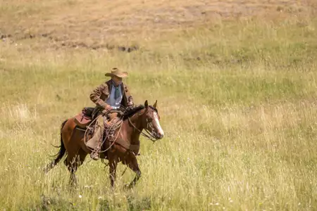 Yellowstone - galeria zdjęć - filmweb