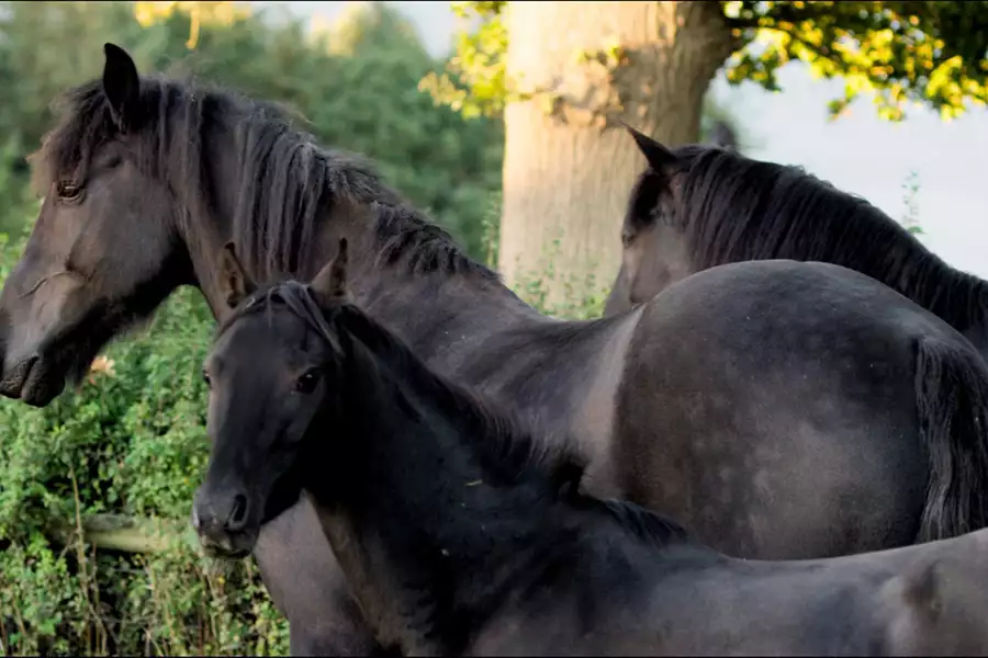Życie w cuglach - galeria zdjęć - filmweb
