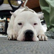 El Perro - galeria zdjęć - filmweb