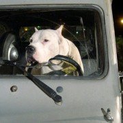El Perro - galeria zdjęć - filmweb