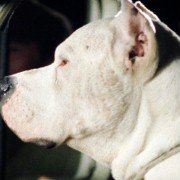 El Perro - galeria zdjęć - filmweb