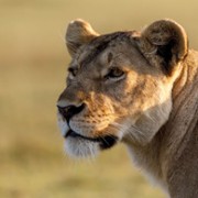 Królowe świata zwierząt - galeria zdjęć - filmweb