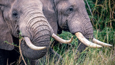 Sekretne życie słoni - galeria zdjęć - filmweb