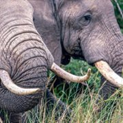 Secrets of the Elephants - galeria zdjęć - filmweb