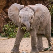 Secrets of the Elephants - galeria zdjęć - filmweb