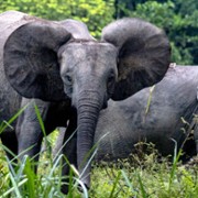 Secrets of the Elephants - galeria zdjęć - filmweb