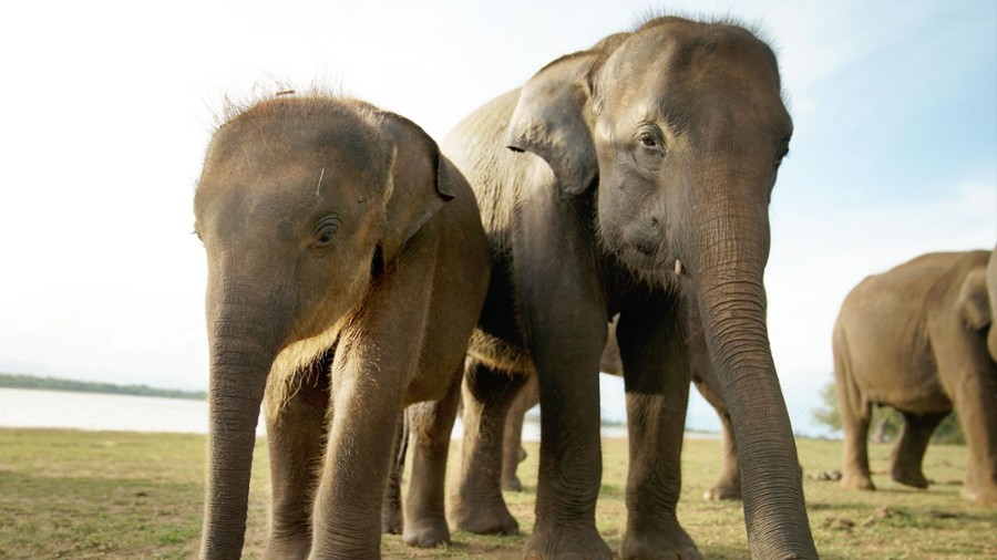 Sekretne życie słoni - galeria zdjęć - filmweb