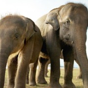 Secrets of the Elephants - galeria zdjęć - filmweb