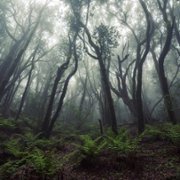 La Gomera - galeria zdjęć - filmweb