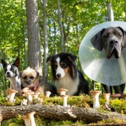 Strays - galeria zdjęć - filmweb