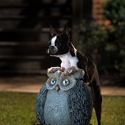 Strays - galeria zdjęć - filmweb