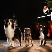 Strays - galeria zdjęć - filmweb