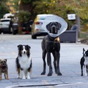 Strays - galeria zdjęć - filmweb