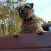 Strays - galeria zdjęć - filmweb