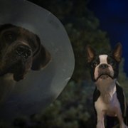 Strays - galeria zdjęć - filmweb