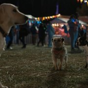 Strays - galeria zdjęć - filmweb