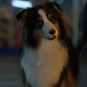 Strays - galeria zdjęć - filmweb