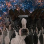 Strays - galeria zdjęć - filmweb