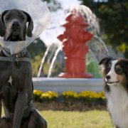 Strays - galeria zdjęć - filmweb