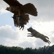Strays - galeria zdjęć - filmweb