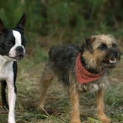 Strays - galeria zdjęć - filmweb