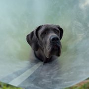 Strays - galeria zdjęć - filmweb