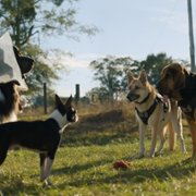 Strays - galeria zdjęć - filmweb