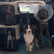 Strays - galeria zdjęć - filmweb